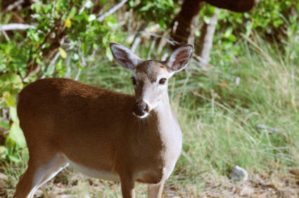Florida&rsquo;s iconic Key deer face an uncertain future as seas rise