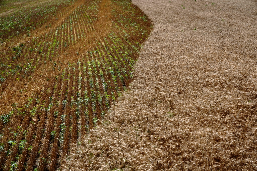 A line in this photo shows where winter wheat has been harvested in a field near Skedee, Oklahoma. Photo by Nick Oxford/Reuters