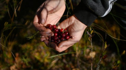 Local residents pick cranberries for sale in Omsk Region