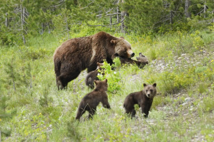 Grand Teton's beloved Grizzly No. 399 mourned after she was struck and killed by a vehicle