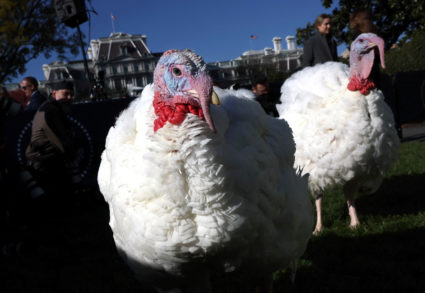 Biden grants final pardons to turkeys at the White House