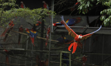 A Scarlet Macaw flies after it is released from a cage at a forest in Paquera, northwest of San Jose
