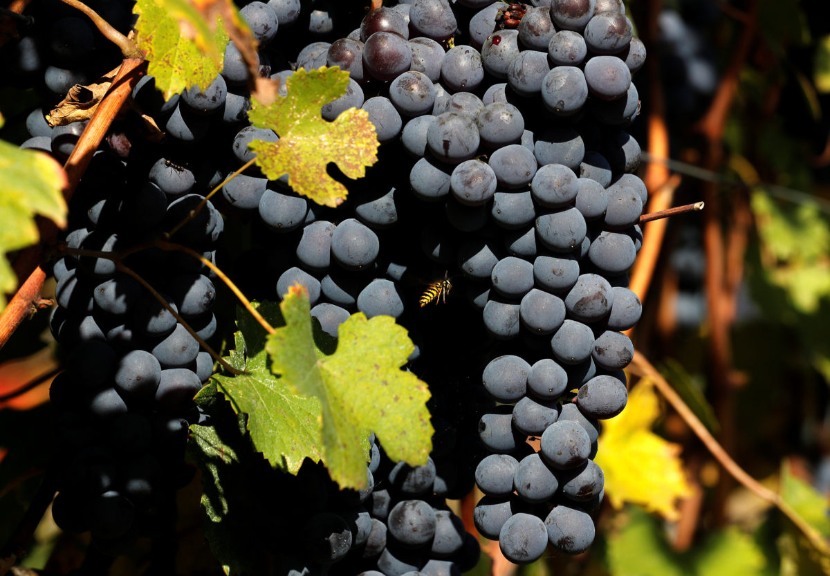 Picture Idea: Why Does Red Wine Cause Headaches Research Points To A