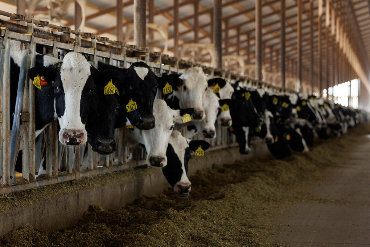 How America lost control of the bird flu and raised the risk of another