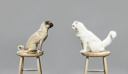 Studio shot of cat and dog looking at each other