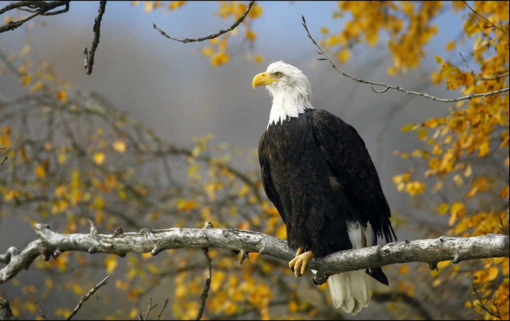 A bald eagle sits in a tree in the Chilkat Bald Eagle Preserve near Haines, Alaska