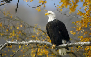 A bald eagle sits in a tree in the Chilkat Bald Eagle Preserve near Haines, Alaska