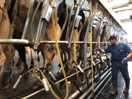 Dairy farm worker Jorge Salazar milking cows at Mancebo Holsteins in Tulare