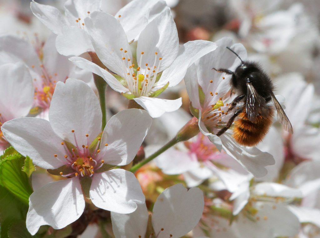 A bee collects pollen from blossoms in a public garden in Vienna