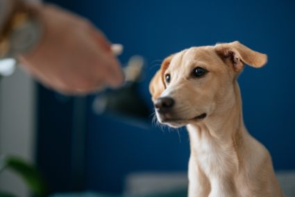 Close Up Photo Of Woman Hand Giving Pill To Her Dog