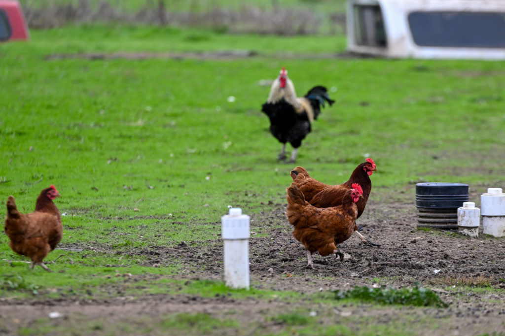 Bird Flu in California