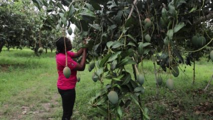 foreign aid, Ghana, farmers