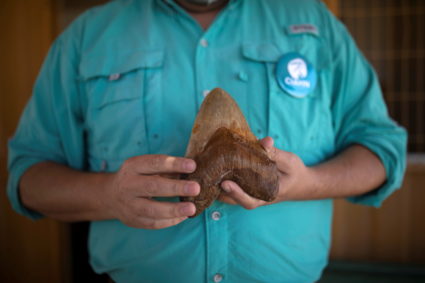 Los Dedos Paleontological Park near Caldera area, Copiapo