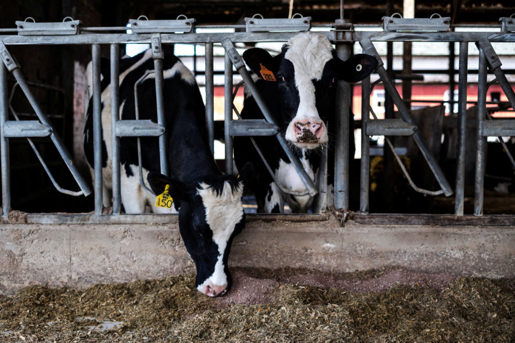 Dairy farmer Brent Pollard in Rockford
