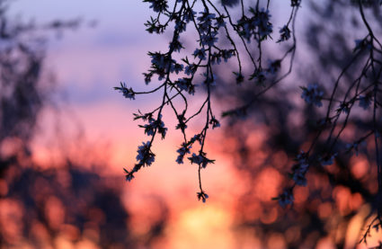 Unseasonal temperatures trigger early almond blossom in Spain
