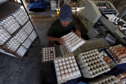 A ranch worker carries and sorts eggs on a semi-automated production line at Hilliker's Ranch Fresh Eggs in Lakeside