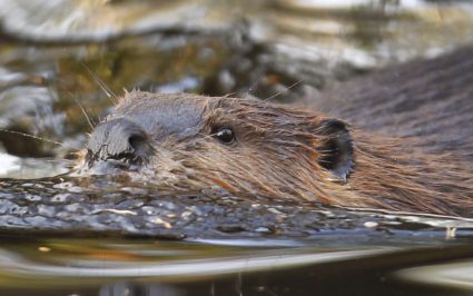 A Canadian beaver swims in a pond at the St-Felicien Wildlife Zoo in St-Felicien