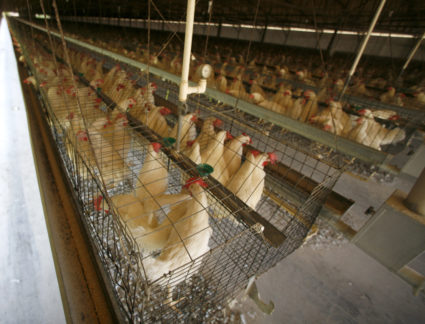 Caged hens are seen at egg farm in San Diego County