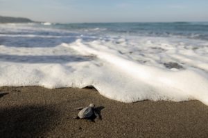 The Wider Image: Love of sea turtles turns Philippine poachers into protectors