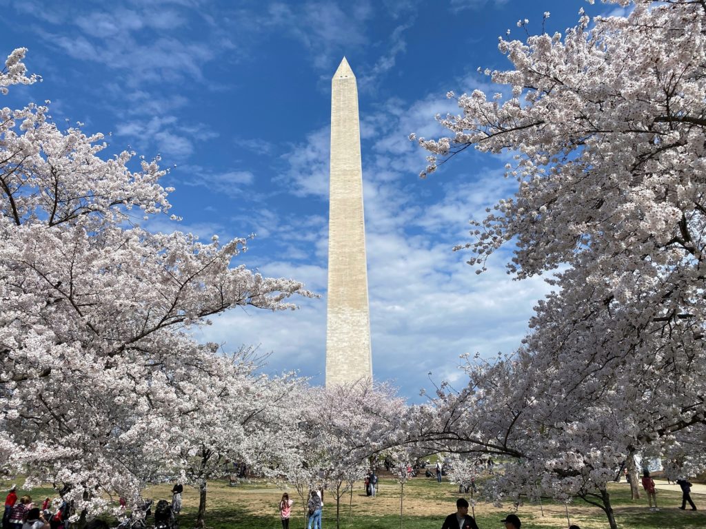 Cherry blossoms at peak bloom in Washington