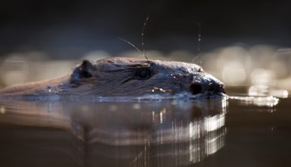 Beavers are re-introduced to London for the first time in more than 400 years, in Enfield