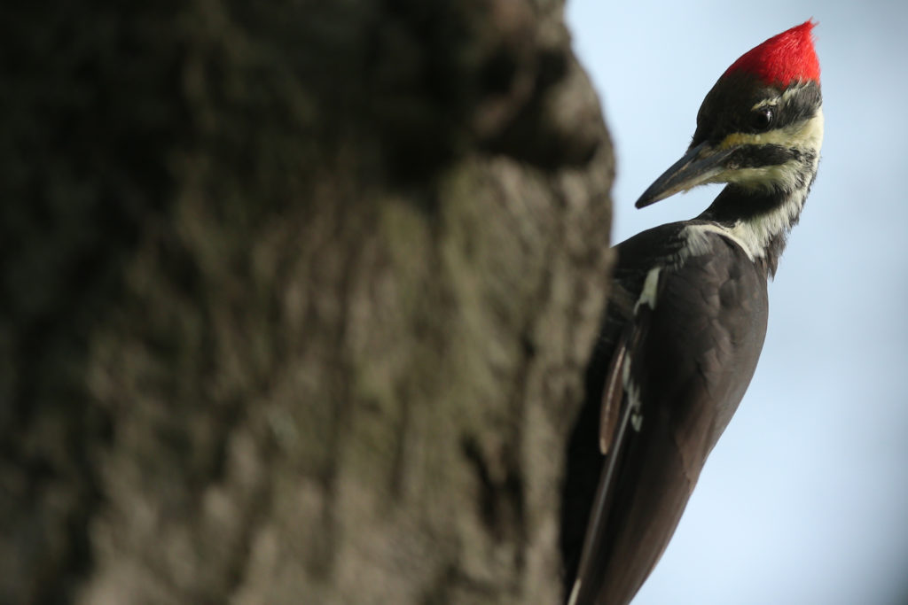A view of a pileated woodpecker on a tree