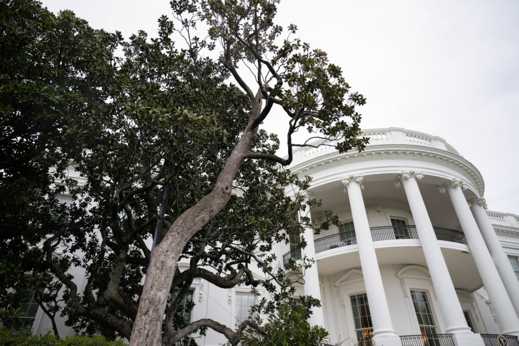 White House Magnolia Tree to be taken down