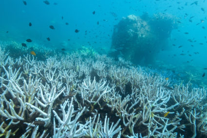 FILE PHOTO: Thailand's corals bleaching at fast pace amid rising global temperature