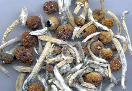 Psilocybin or "magic mushrooms" are seen in an undated photo provided by the DEA