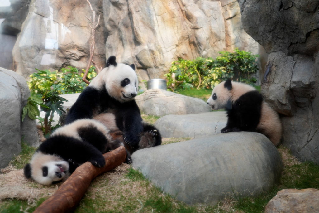 Panda cubs and their mother Ying Ying in Hong Kong