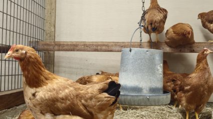 The U.S. hasn't seen a human bird flu case in 3 months. Experts are wondering why