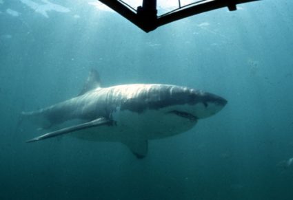 UNDATED FILE PICTURE - A Great White Shark swims past a diving cage off Gansbaai about 200 kilometre..