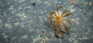 deepsea