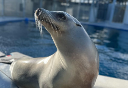 Ronan the sea lion is better than ever at grooving to a beat, new study finds