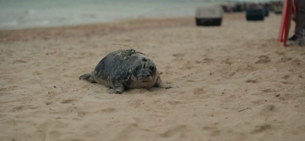 savingseals