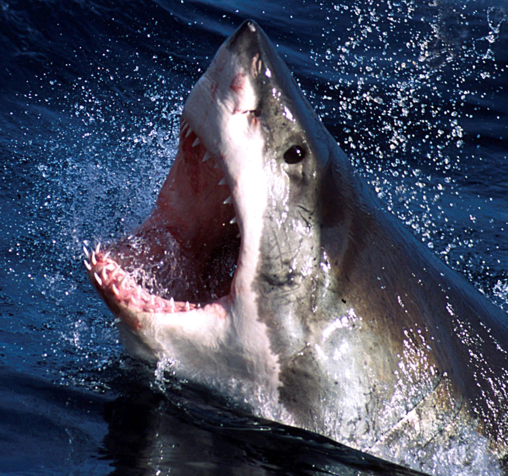 - An undated photo - of a Great White shark which can now be repelled by a electronic shark shield...