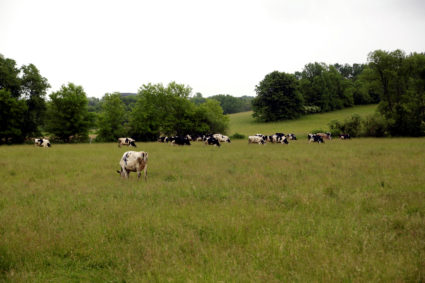 Dairy cows graze at the family farm, God Green Acres in Mayville