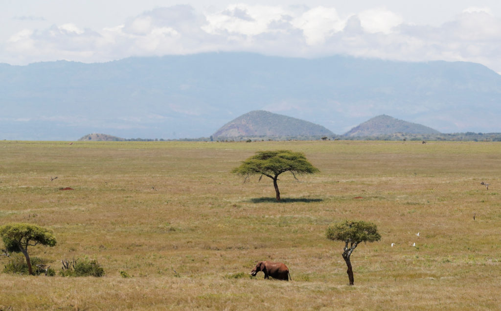 An elephant grazes on the savannah at the Lewa Wildlife Conservancy