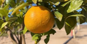 citrusgreening