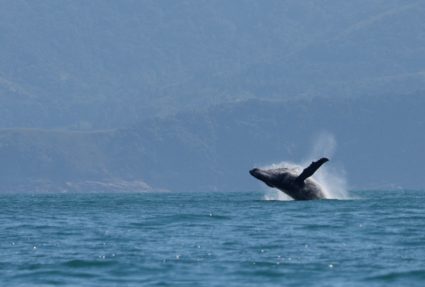 A humpback whale breaches off in the coast of Ilhabela, Brazil