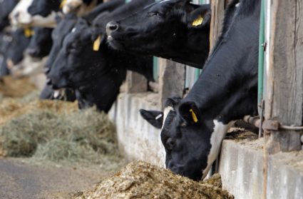 To match feature FARM-USA/CHEESE