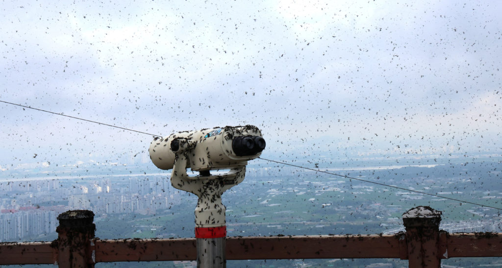 A telescope at the summit observatory of a mountain is covered with lovebugs, in Incheon