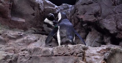 Aquarium creates senior sanctuary for aging penguins