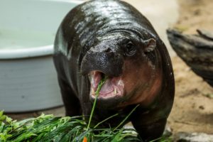 "Moo Deng", a female pygmy hippo celebrates her first birthday in Chonburi province