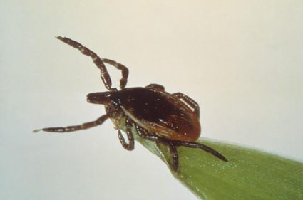 Why tick season is worse than usual and how to protect yourself