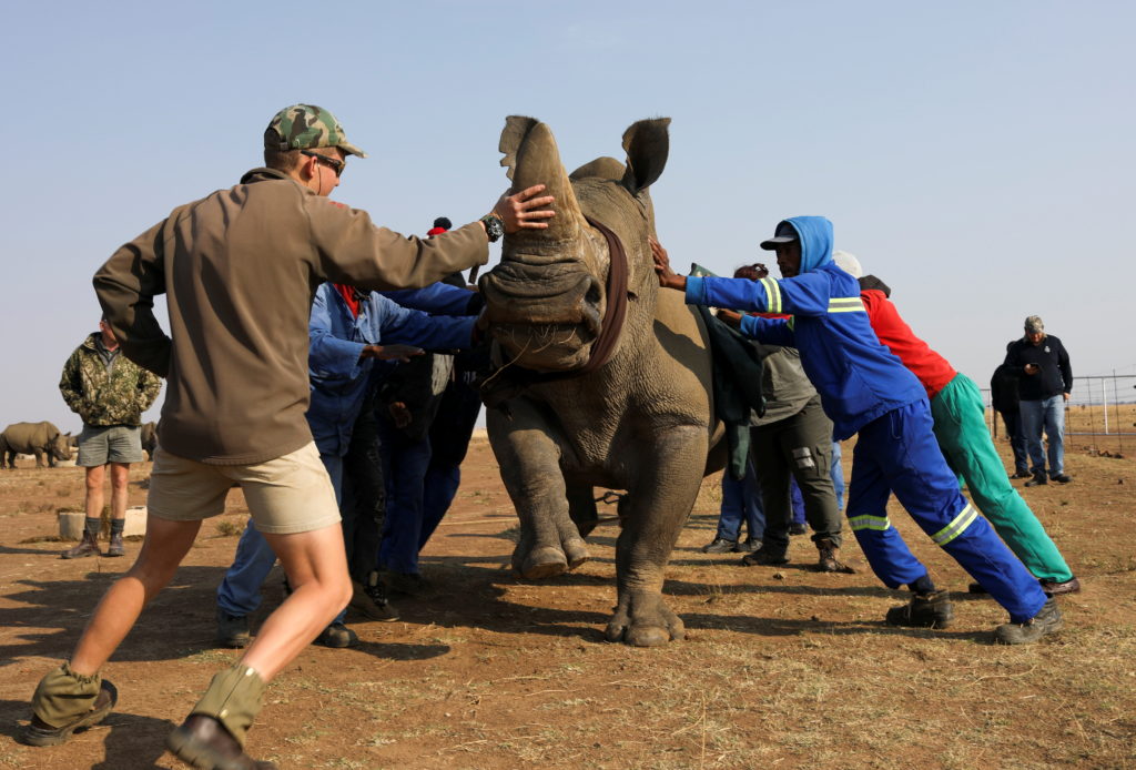 S.Africa's rhino ranch keep poachers away, but at a cost