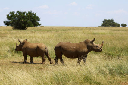 Over 2000 rhinos sold to African Parks await rewilding