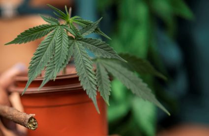 NYC Cannabis Parade and Rally