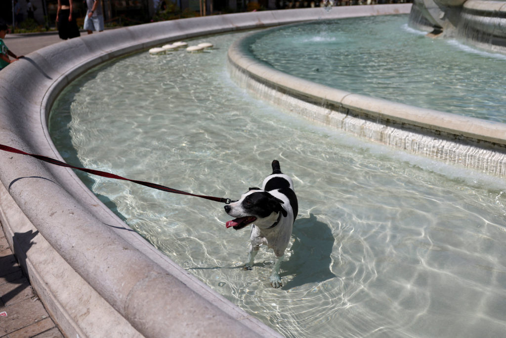 A dog stands in the Fountain Des Jacobins to cool off, in Lyon
