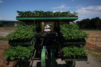 How the reclassification of marijuana could impact users, businesses and research